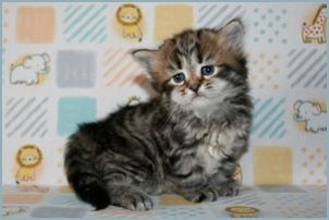 Female Siberian Kitten from Deedlebug Siberians